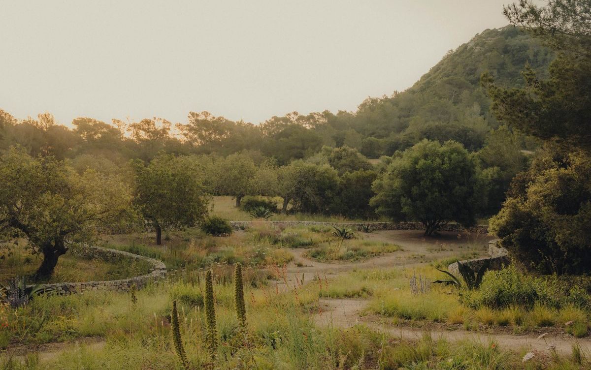 Meadow grasses at dusk