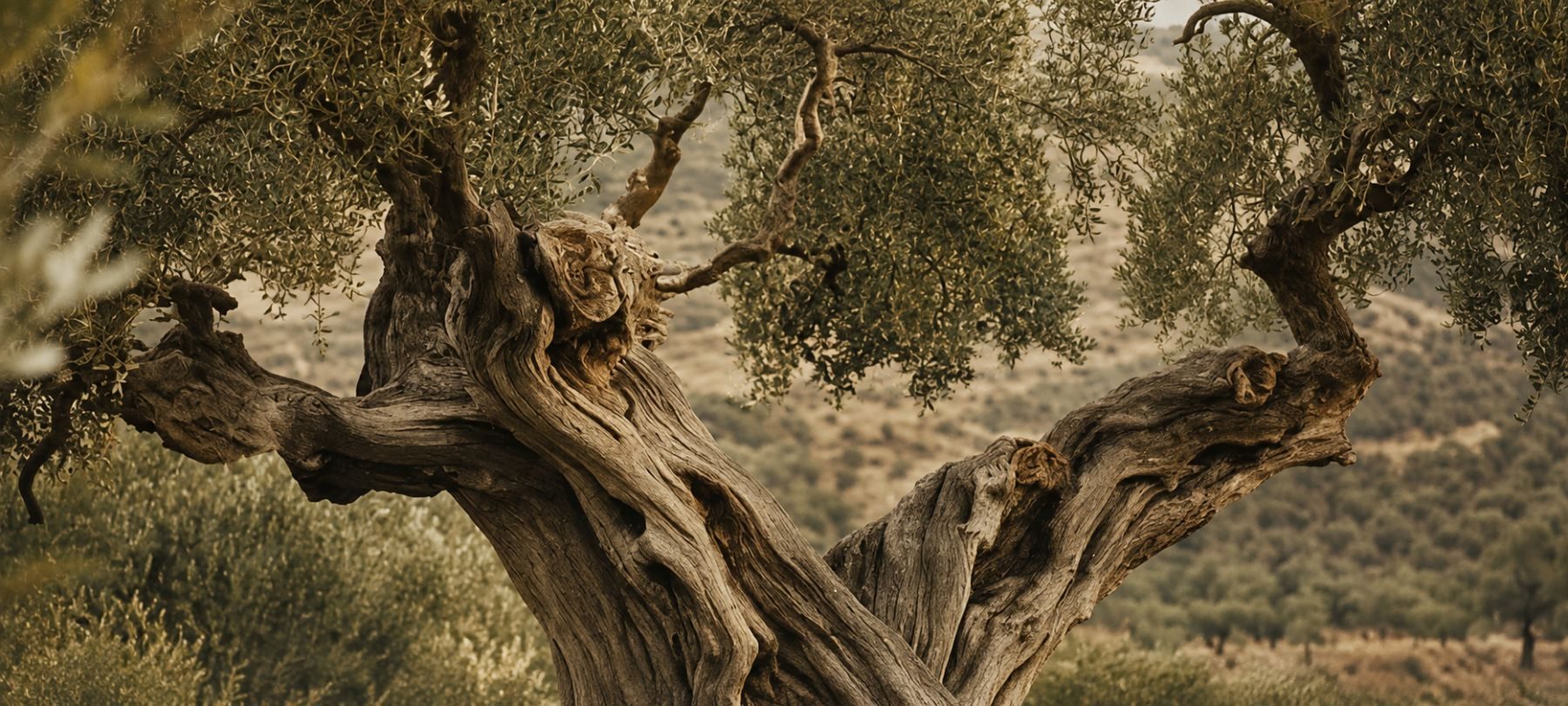 Ancient olive tree