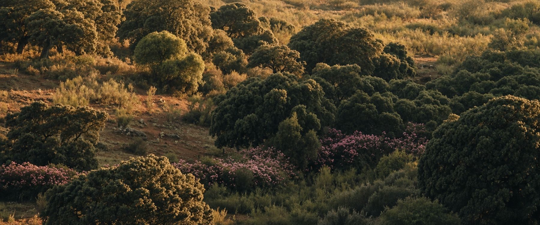 Golden valley
